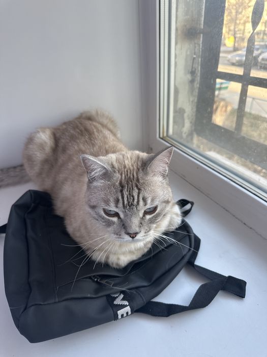 Отдам кота в хорошие руки