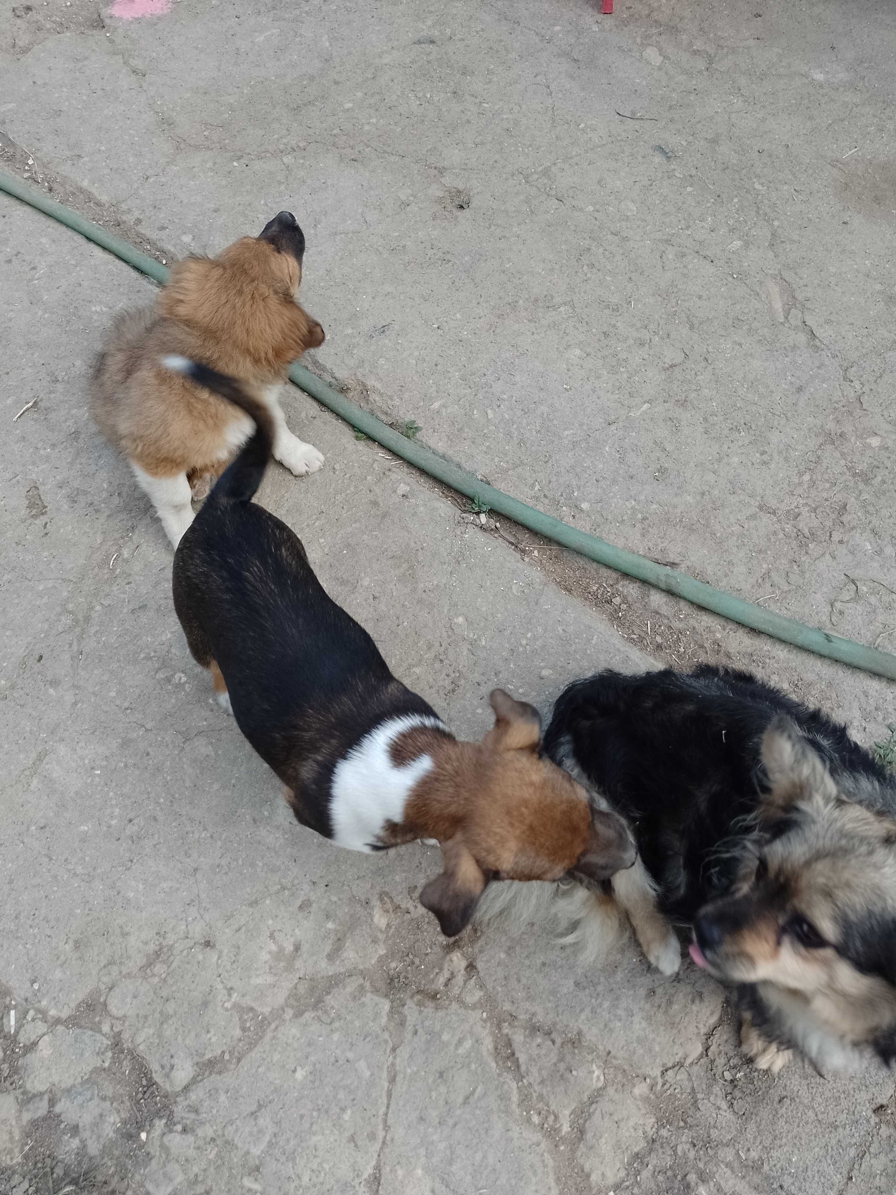 Donez catelusa de aprox 3 luni , maronie , Pianu de Sus