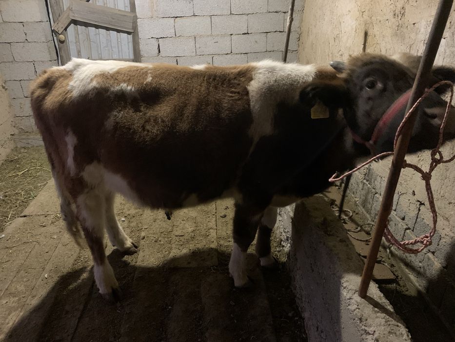 Бұқа сатылады бычок’