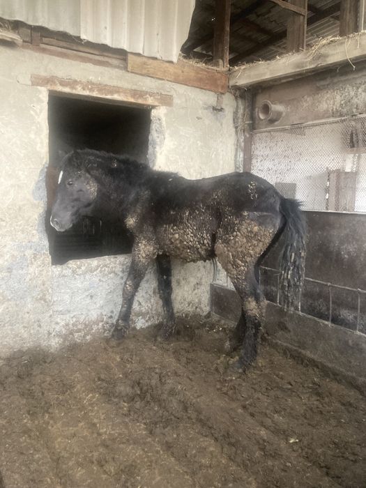 Семіз екі жарым ай жемделіп тұрған 1,8 жасар жылқы соғымға сатылады