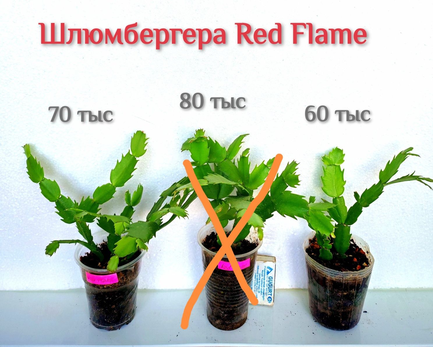 Сортовая шлюмбергера (декабрист)