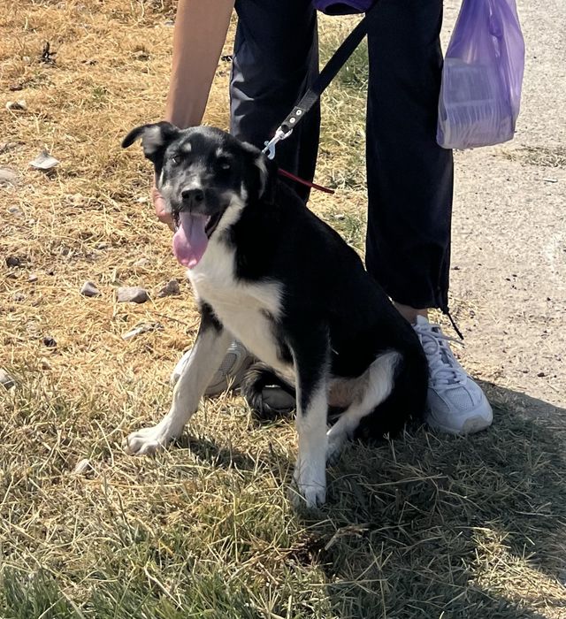 Щенок подросток отдаю в семью