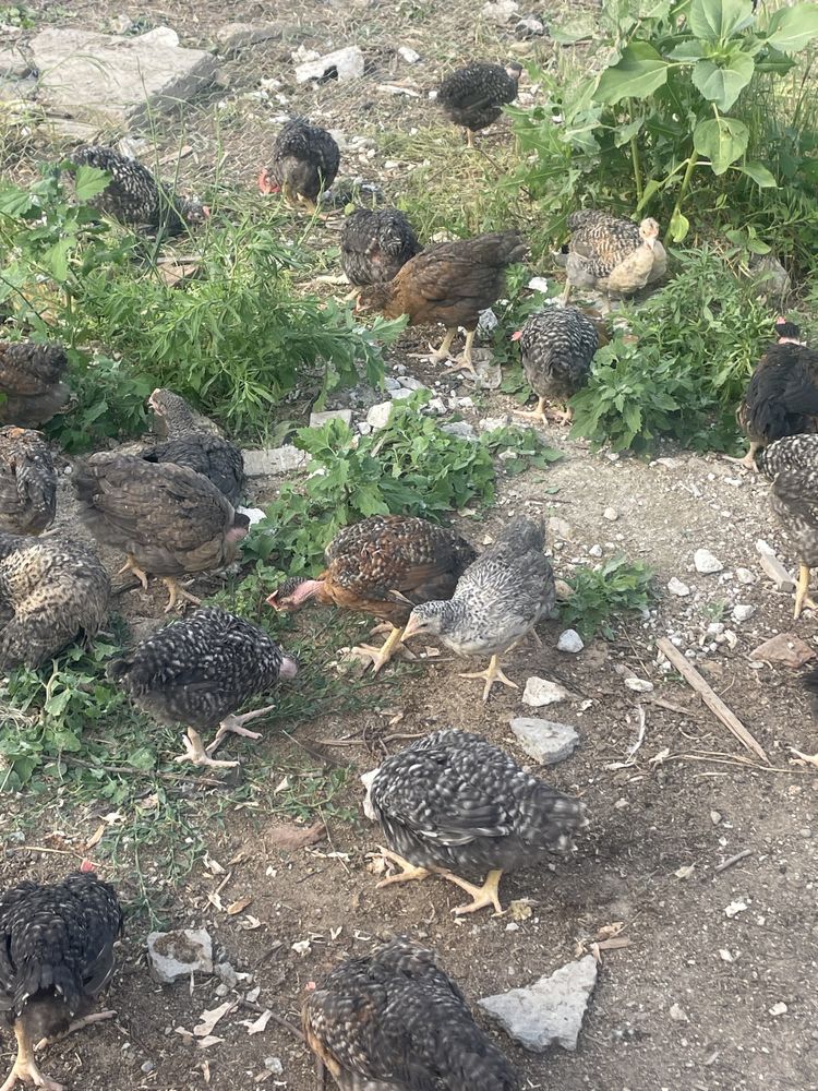 Pui de vanzare pentru mai multe detalii puteti sa ma contactati