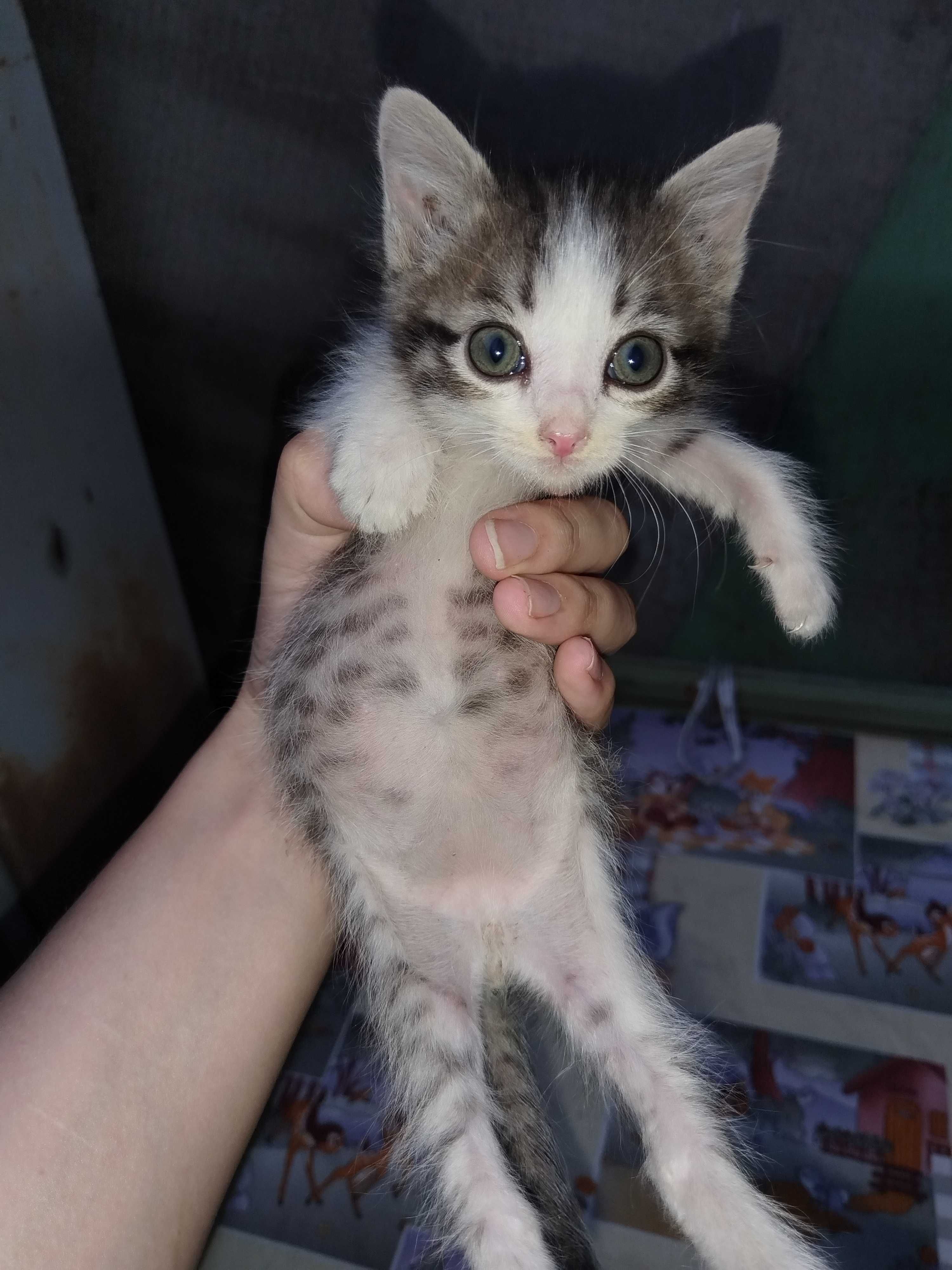 Отдаю котят даром