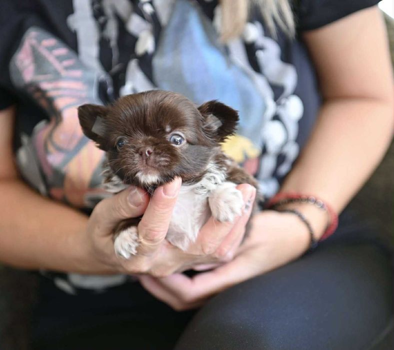Женско дългокосместо мини чихуахуа шоколадово