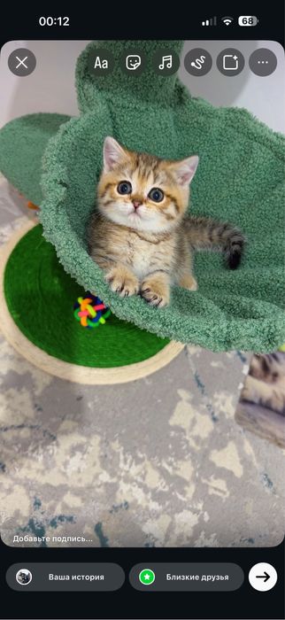 Мушук зотли котята