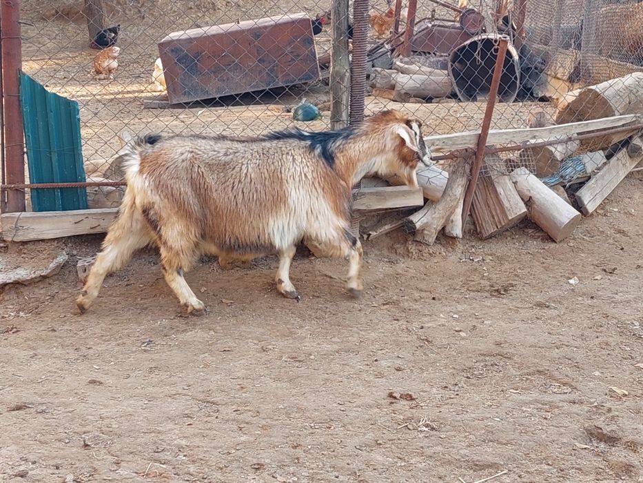 Семіз жем жеп тұрған бойдақ ешкілер сатылады