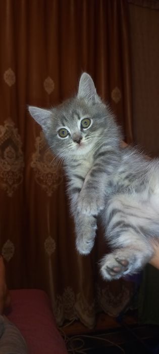 Отдам котёнка  в добрые руки