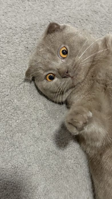 Вязка Скотиш Фолд (сотилмайди!)