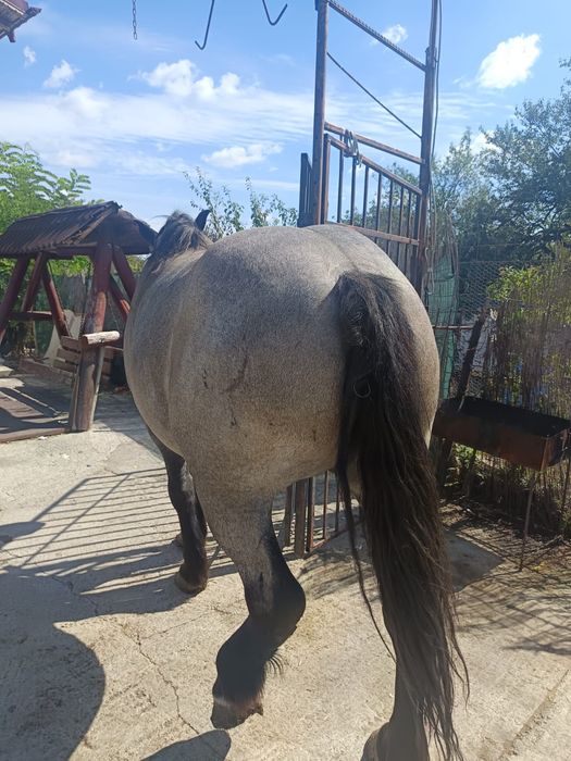 Vand iapa de 6 ani gestanta an 6 luni