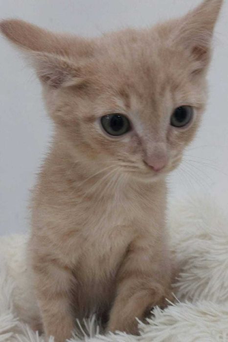 Котенок мальчик, персикового окраса.