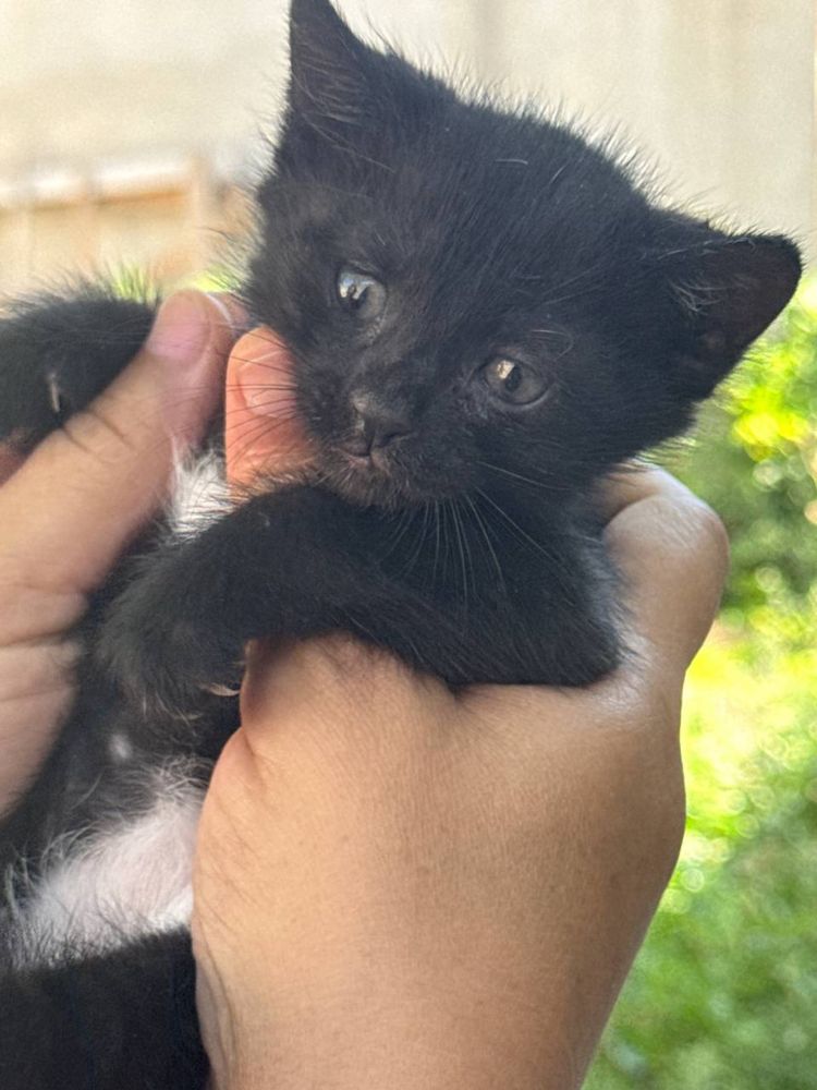 Котят в добрые руки