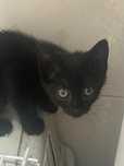 Dau spre adoptie 5 puiuti de pisica
