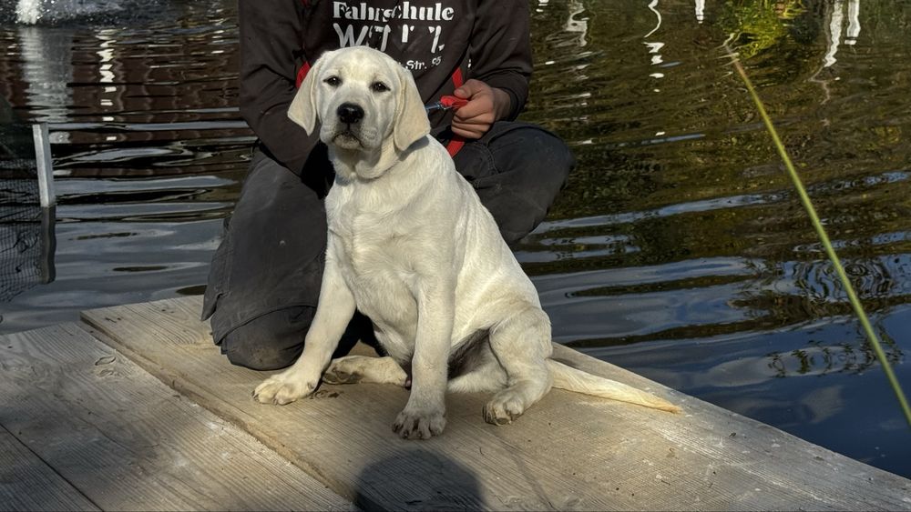 Pui Labrador Retriever