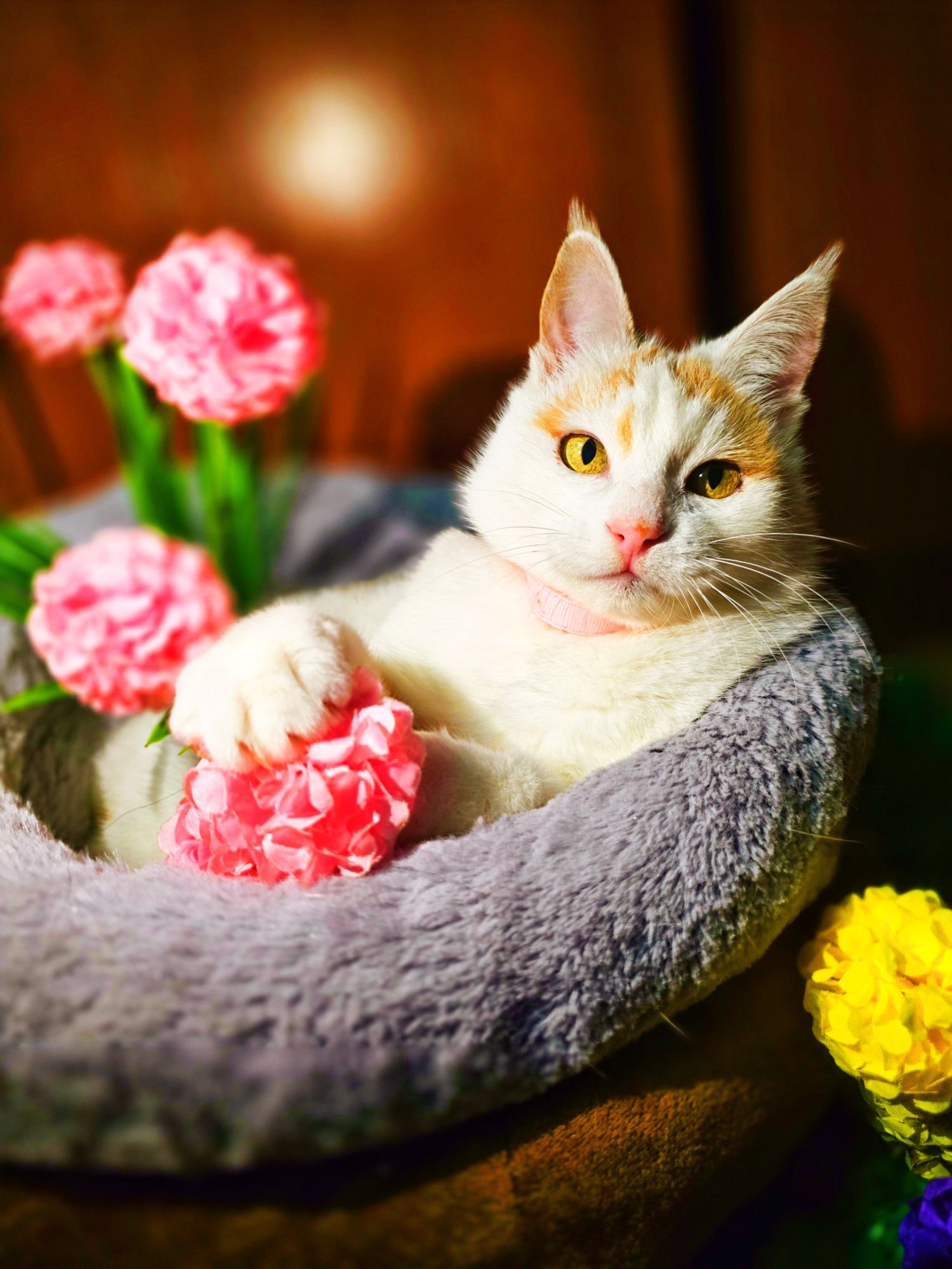 Снежана ищет самую хорошую семью