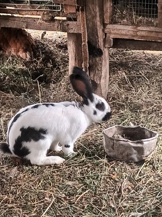 De vânzare Iepuri Femela și Masculi Fluture German