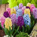 Bulbi Zambile lalele branduse iris sofran narcise frez anemone troiene