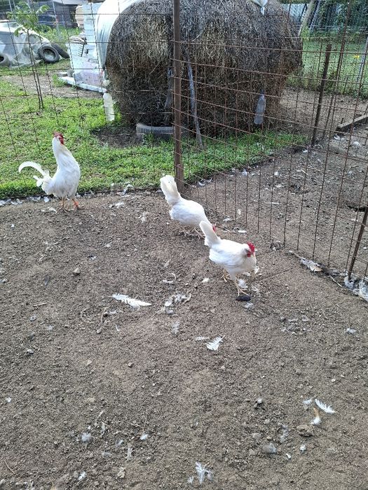 Găini și cocoș Leghorn