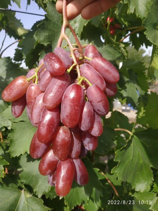 Butași Viță De Vie Anul 3 De Vegetație