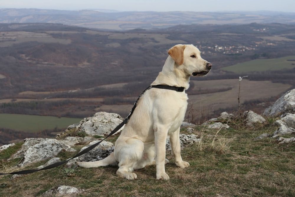 Продавам мъжки Лабрадор