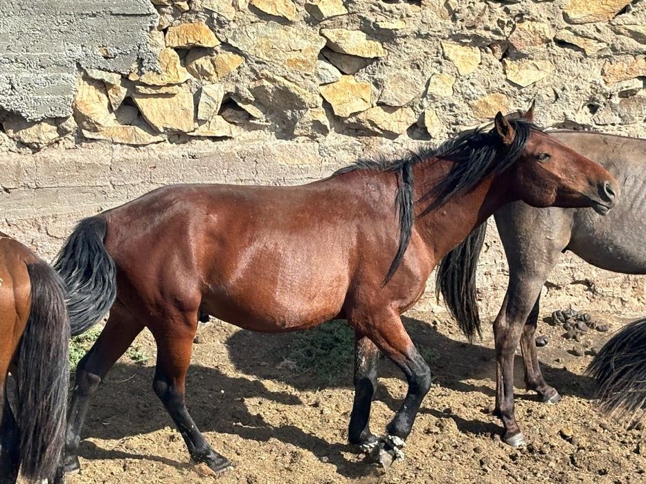 Таза Мұғалжар тұқымды тайлар