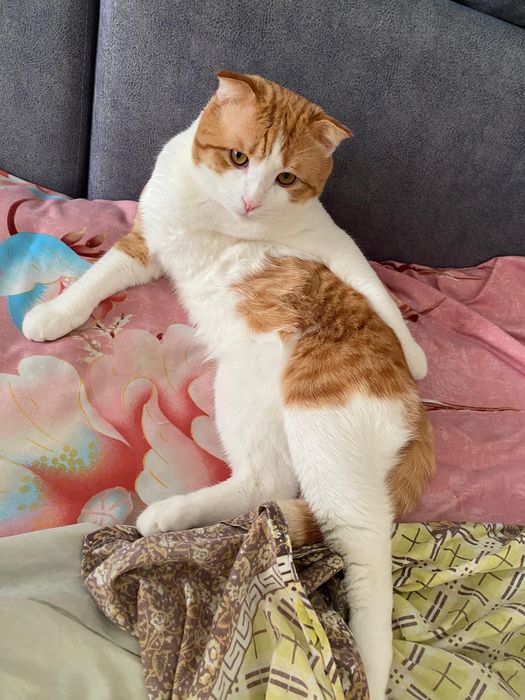 Отдаём Кота в добрые и ответственные руки