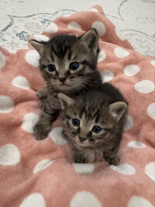 котята, 1.5 месяца, девочки