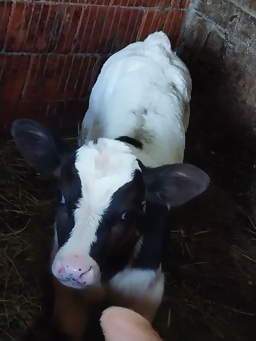 Vând 2 taurasi 2-3sapt