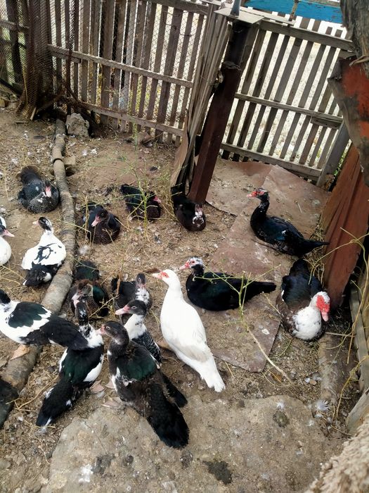 Продам индоуток ,около 3 месяцев