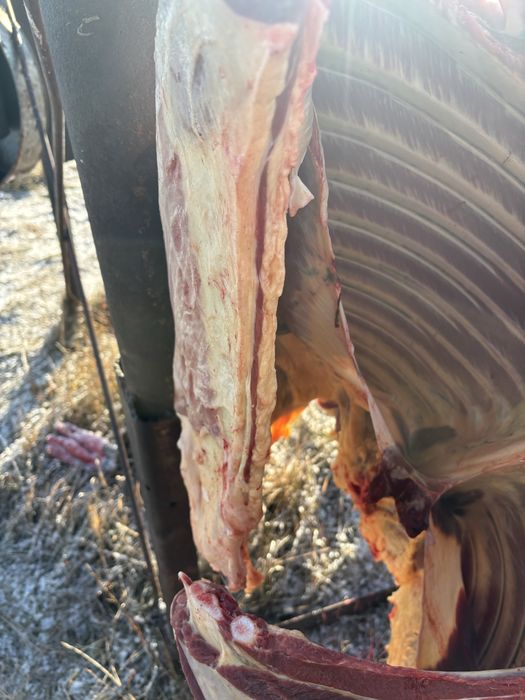 Жабағы еты 2500 ден -кг.конина дала еті.соғым.Согым.мясо .ет жас мал