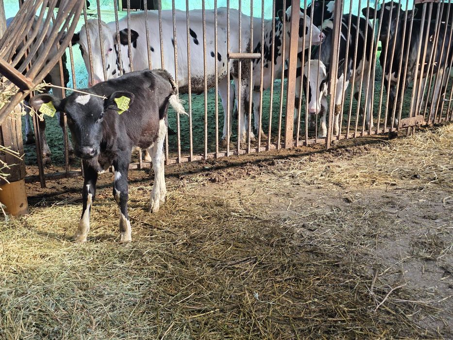 Vând vitele holstein