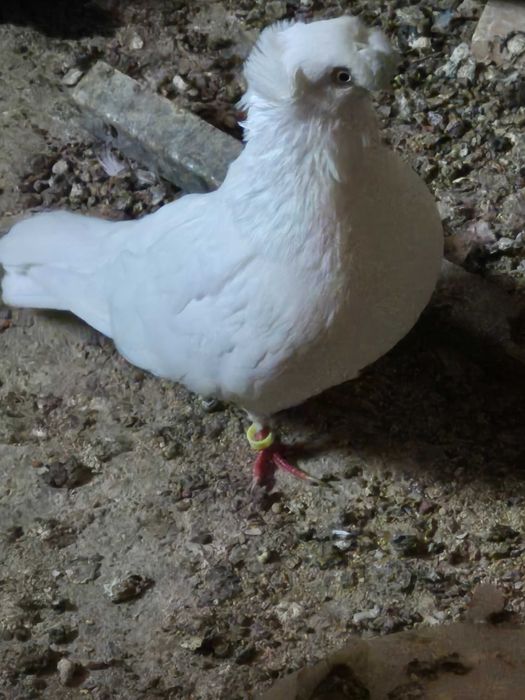 Jucatori albi bimotati