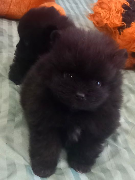 Померан мини мъжко и женско