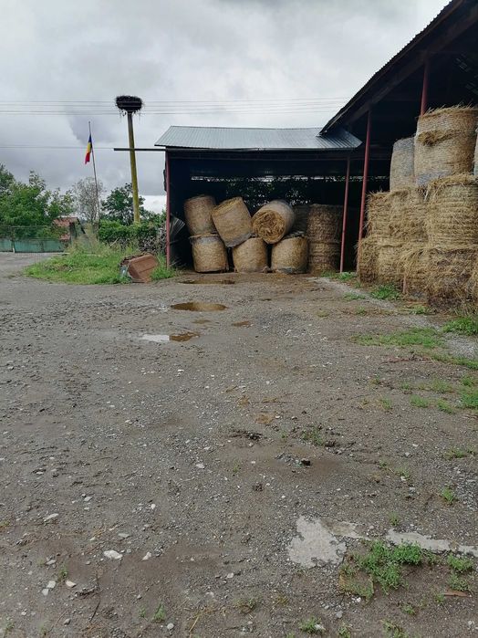 Baloti lucernă de vânzare