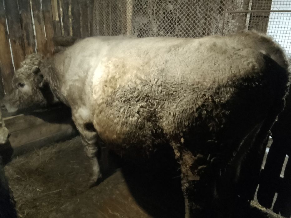 Продам      быка