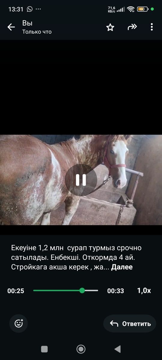 Дончак 2 жас екі бас срочно . Жылкы ат жылқы дончак