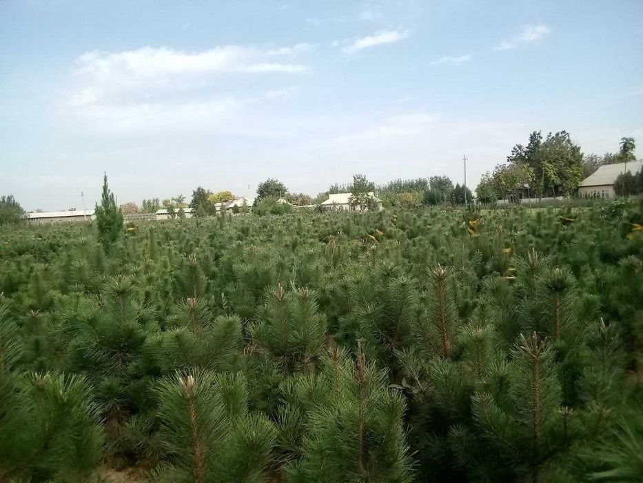 manzarali ko'chatlar