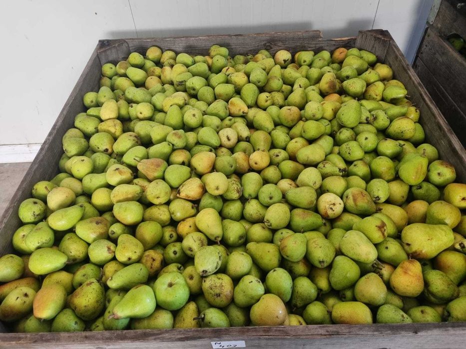 PERE Industrie/ Sucuri 2 LEI / KG