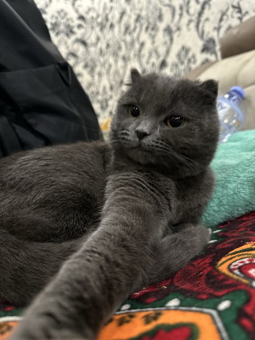 Британский вислоухий 1 еш хали хеч ким билан кушилмаган мальчик