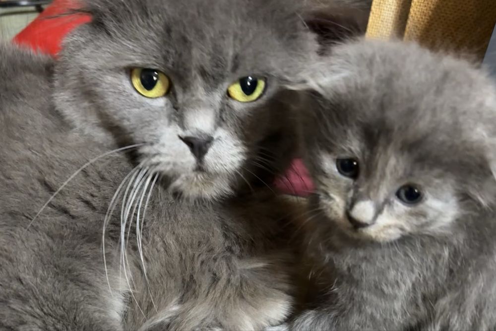 Шотландские вислоухие котята