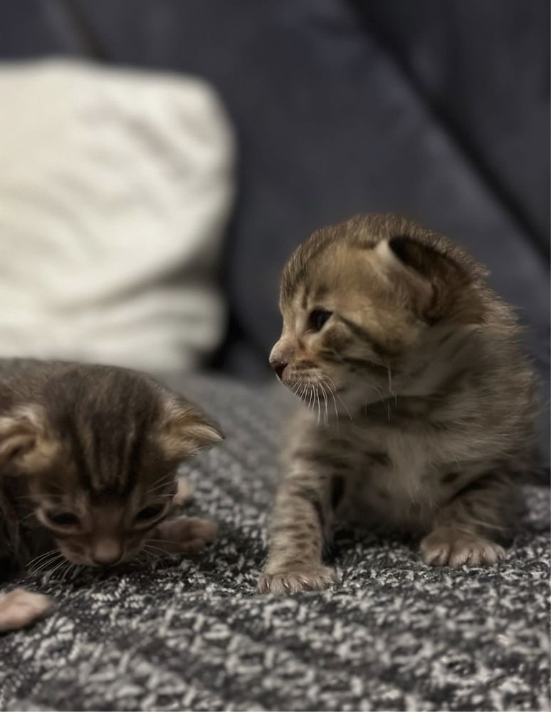 бенгальский кот на вязку