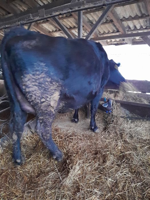 Junică Bălțată de vânzare