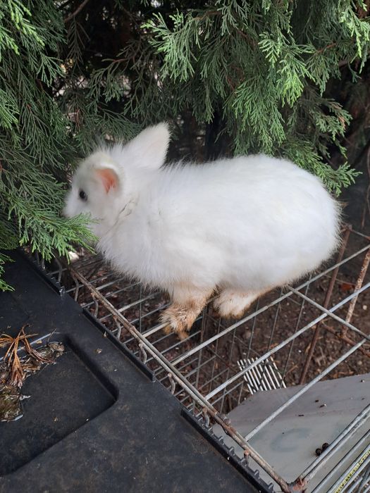 Iepurasi cap  de leu