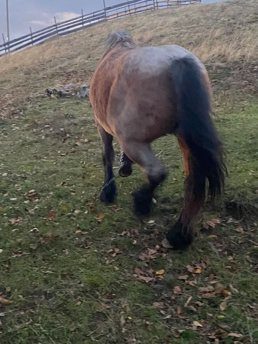 Vând Iapă  murană