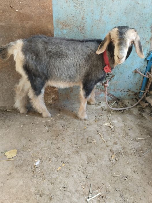 Мода ечки сотилади бадани зур