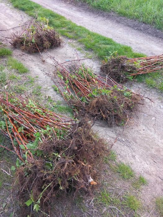 Разсад ягоди и малини