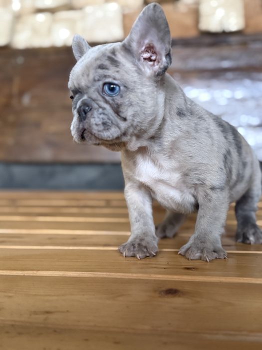 Bulldog Francez Merle