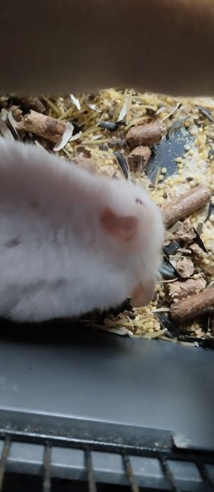 Хомеки. 2 родителя и 3 ребёнка очень ласковые