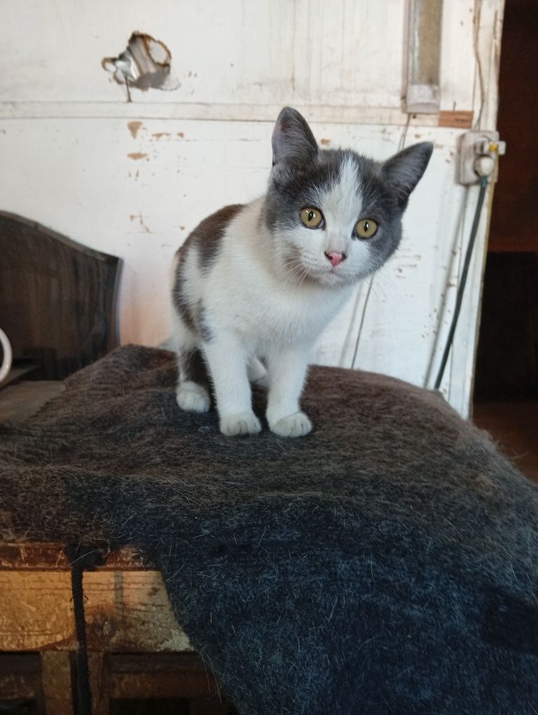 Котята ищут дом и добрых хозяев