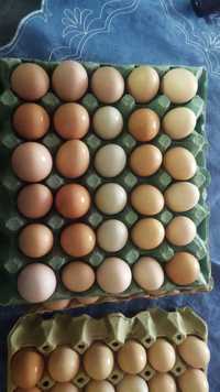 Ouă de la găini crescute in libertate